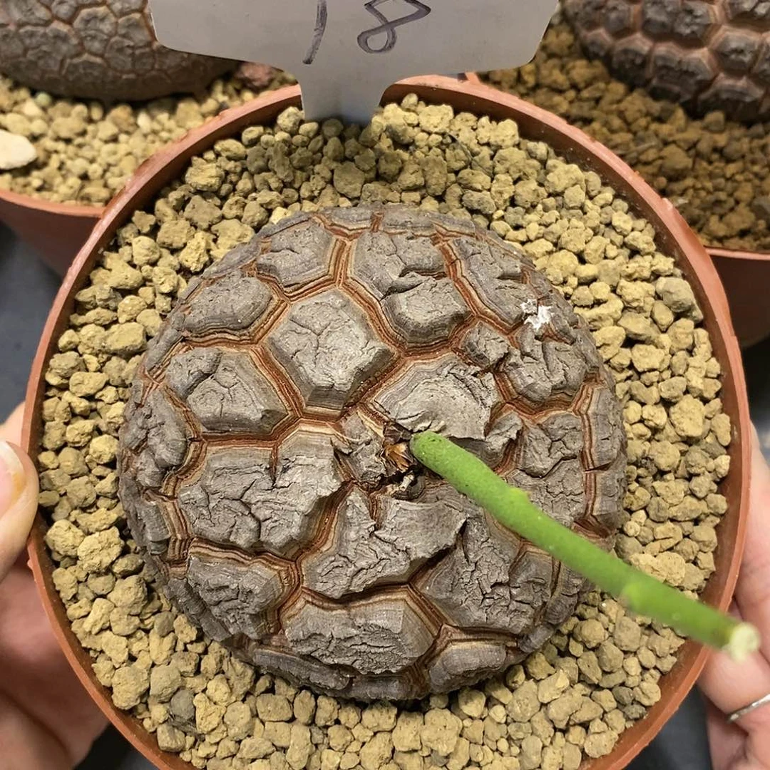 8.7 cm南非龟甲龙龟甲龙