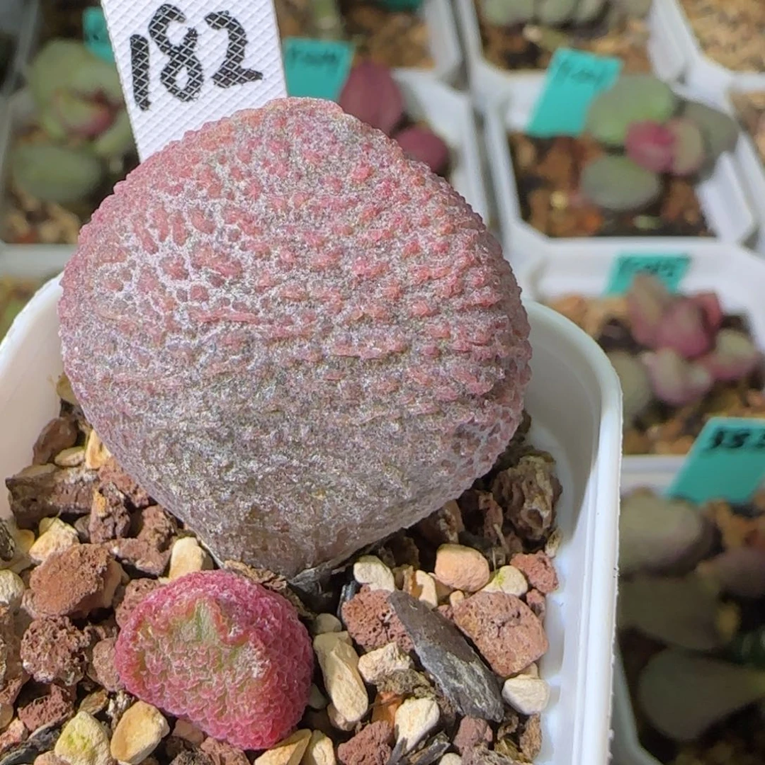 简***单编号182叶插，四方盆发