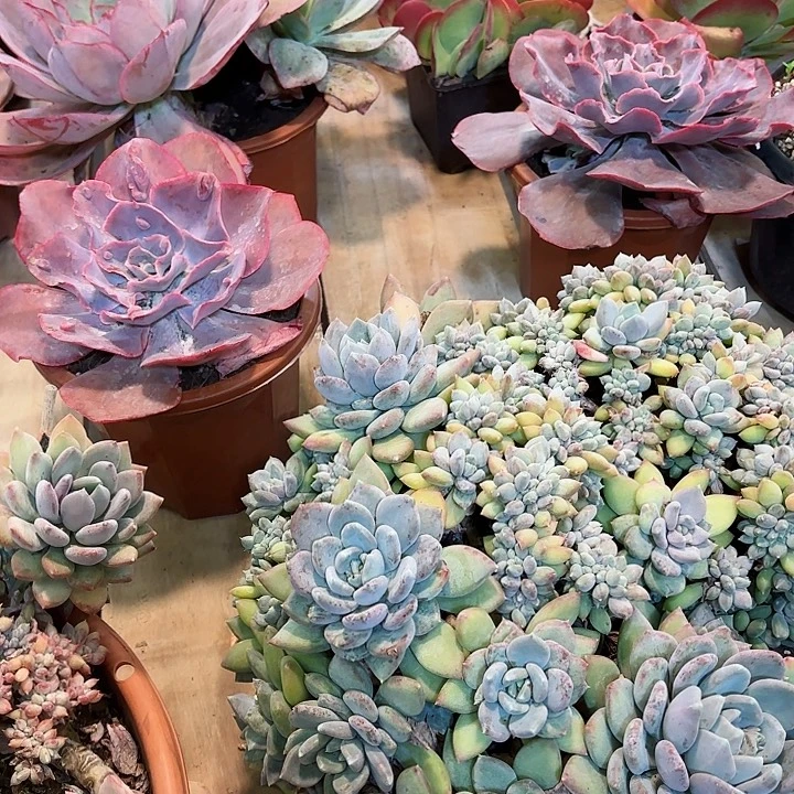 迷***谜天空之城拍一发二