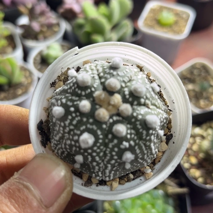 可爱多肉嘟嘟星兜015