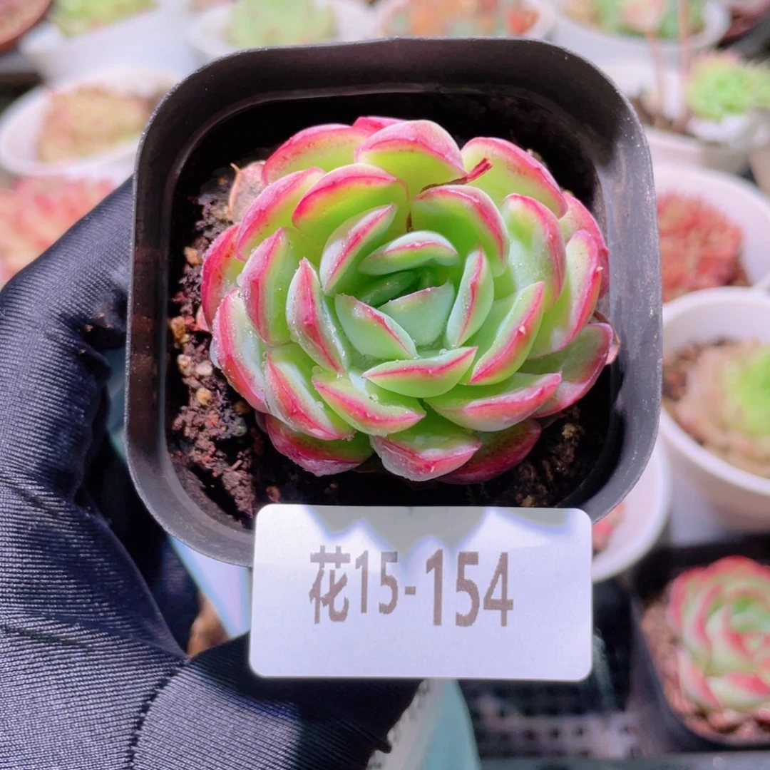 花利美15-154草莓冰