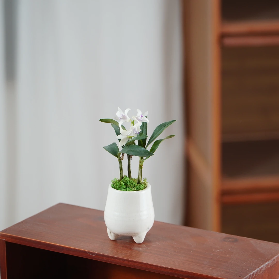 白花香水石斛兰花桌面绿植盆栽