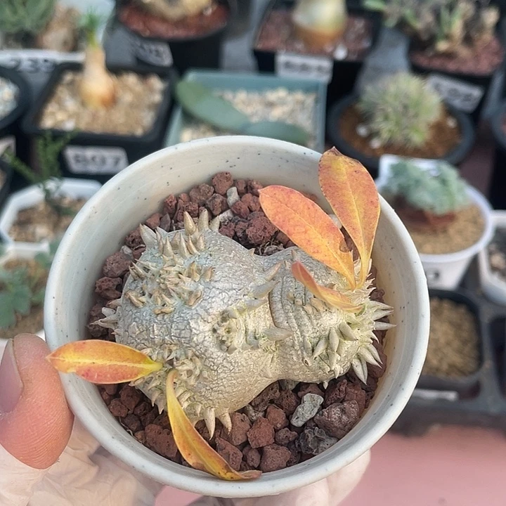 713惠比须笑块根，