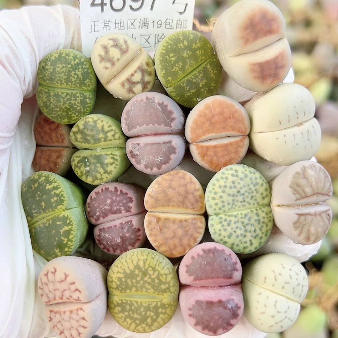 4697 好养易活生石花大母本19个