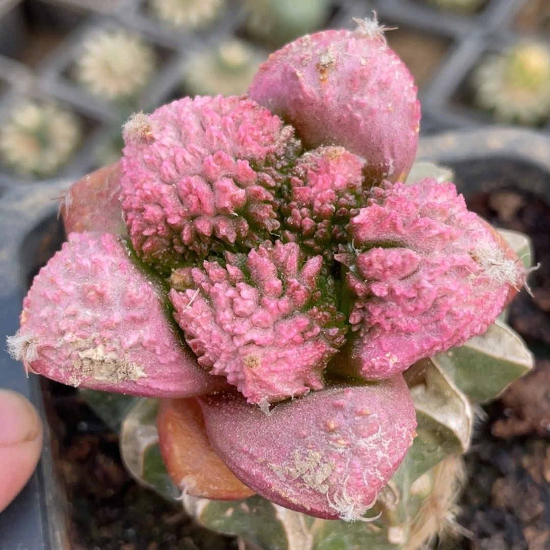 全部花朵艳姬牡丹锦051