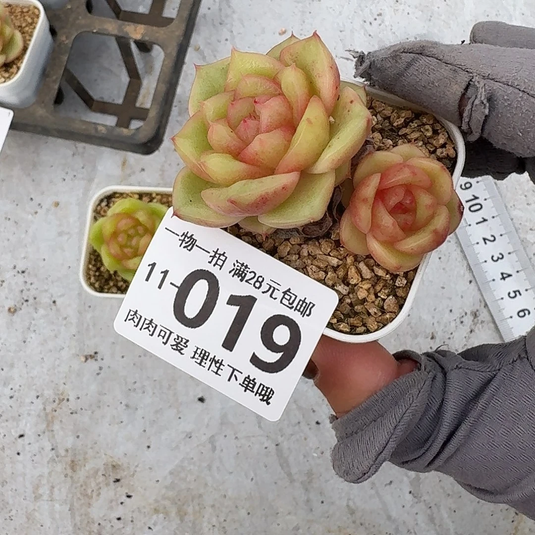 玉芷无盆土发货无盆
