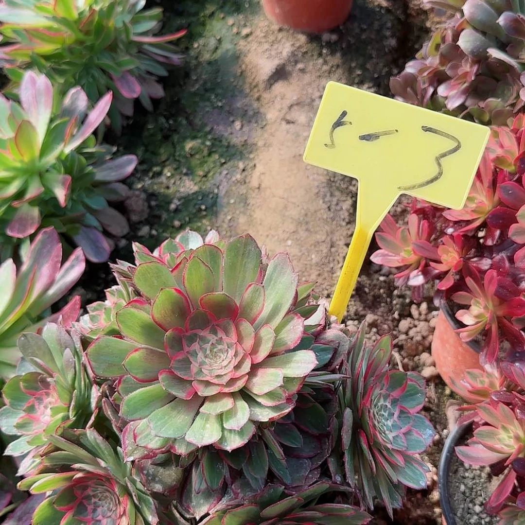 5-3多头多肉植物