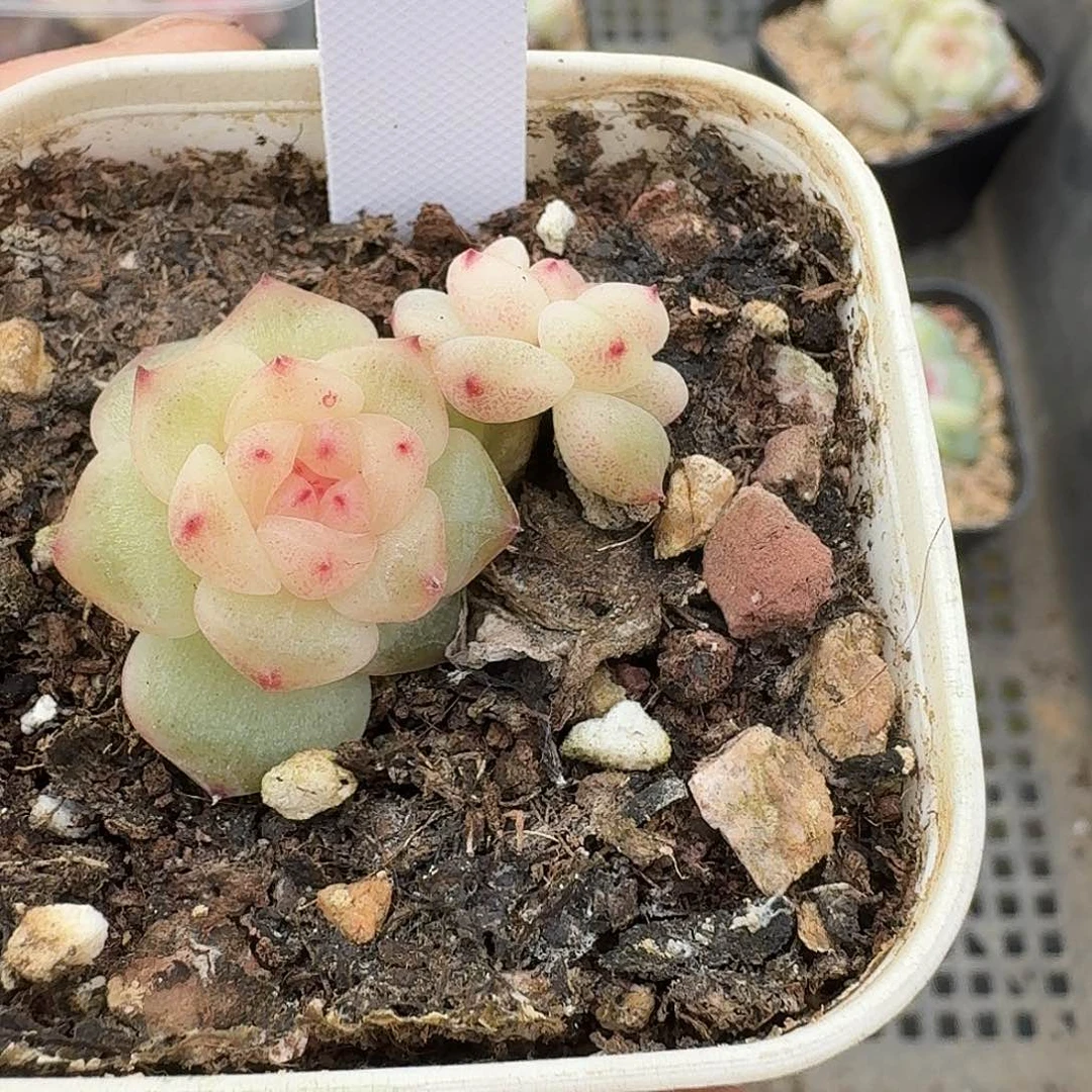 977号相柳甜心双头多肉