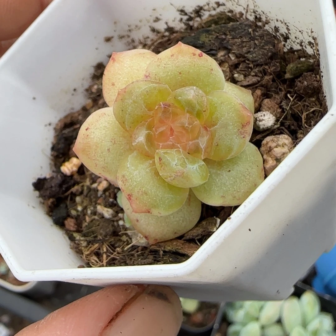 小卡拉米糖心一物一拍