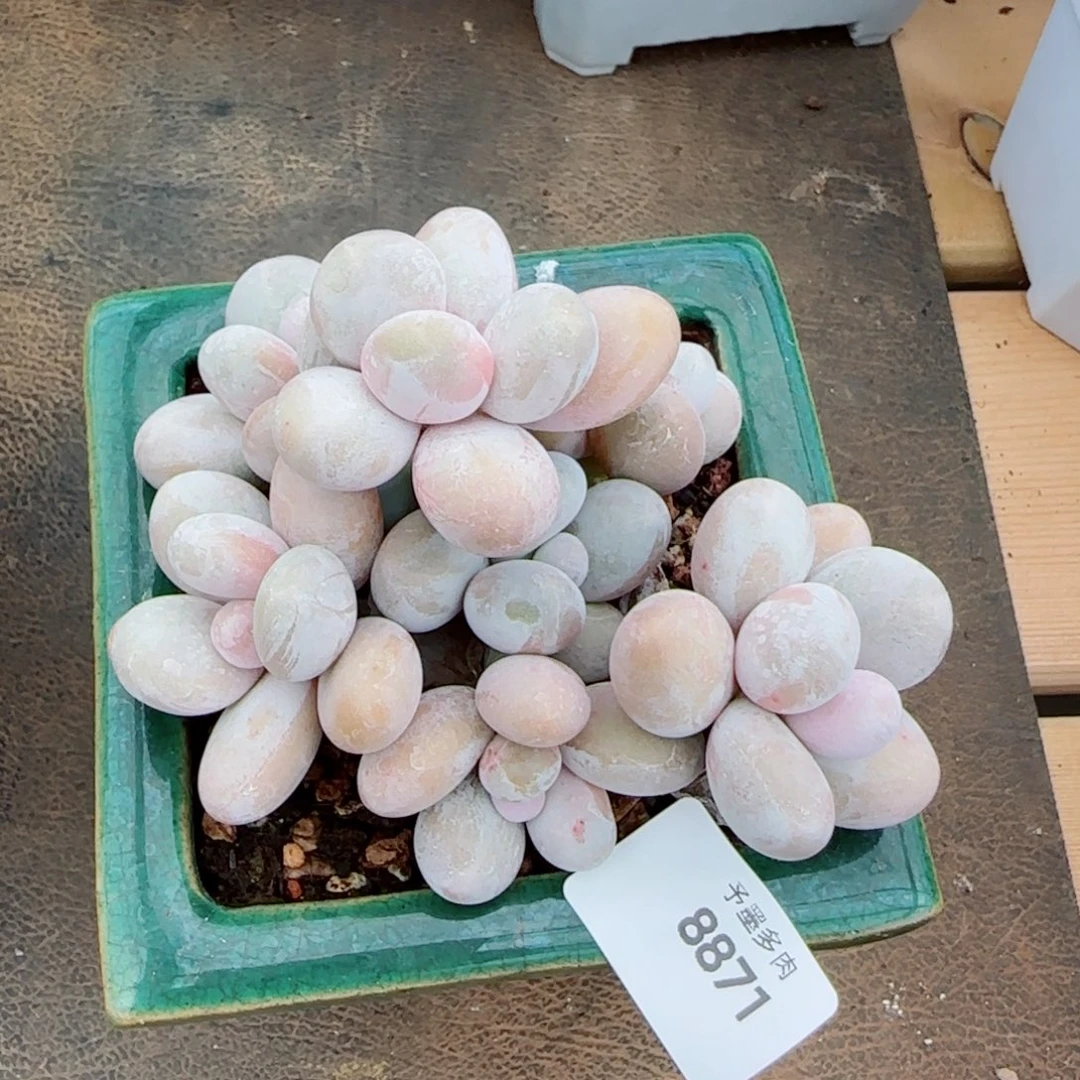 奶酪无砍，8871多肉植物