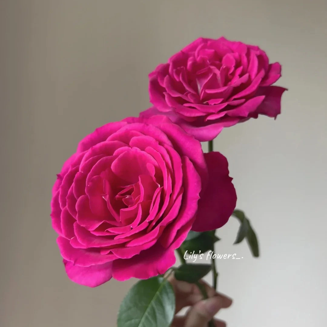 七叶花坊#【性感香水】鲜花优选 顺丰直发