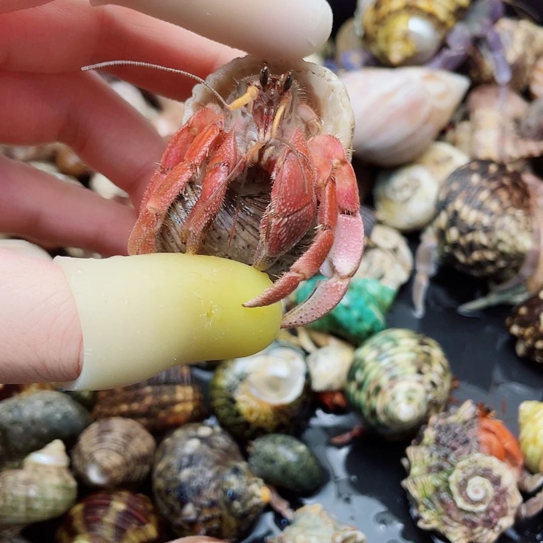 2.4口外岛异彩魔女色系