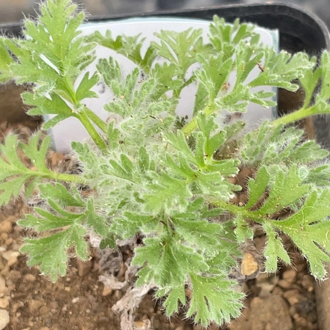 16-63羽叶杨奎多肉植物