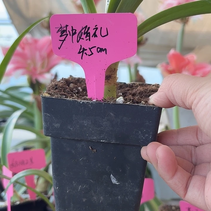 无花朵梦中婚礼朱顶红直径4.5