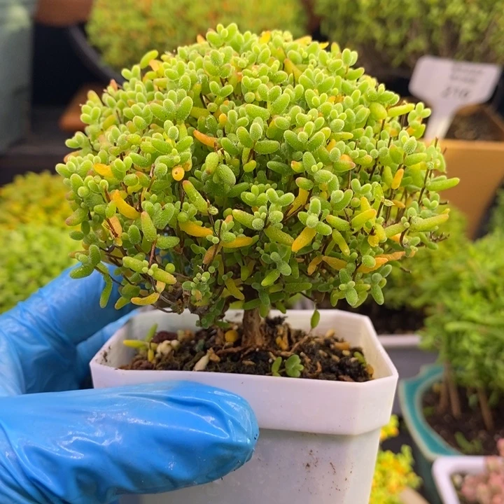 无花朵960蜜橘糖球。