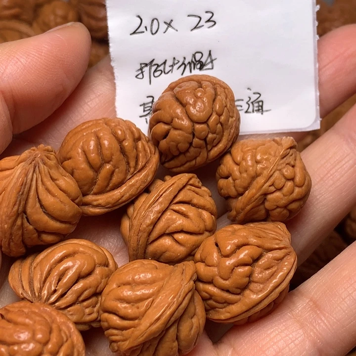 野生龙纹桃核霸王龙