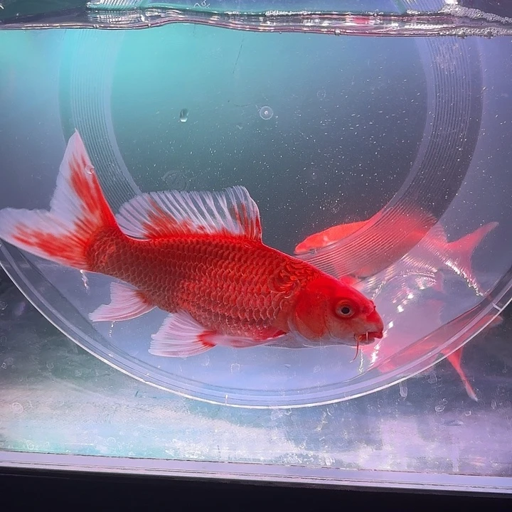 蝴蝶鲤鱼26号蝴蝶鲤