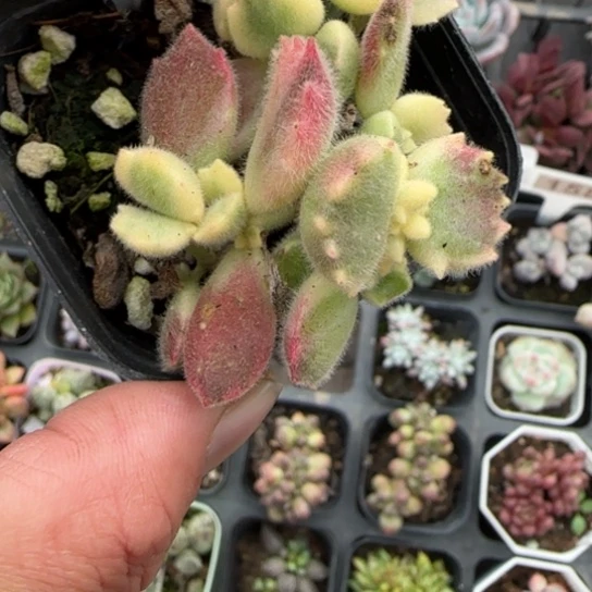 31白熊多肉植物多