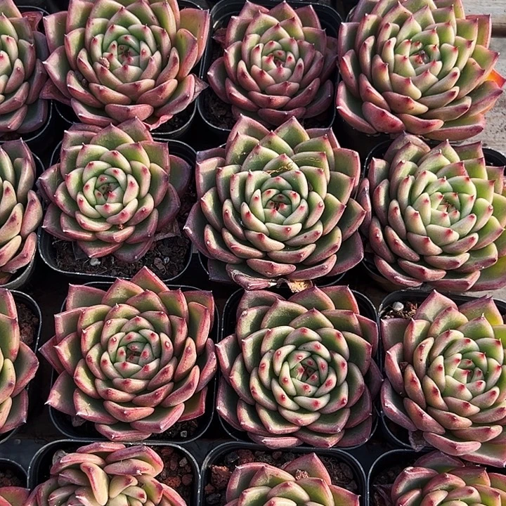 绿茵         福利多多