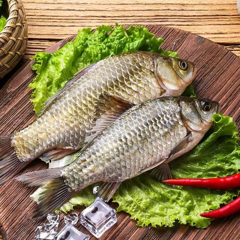 大号野鲫鱼（2-4条左右/斤）5斤活鱼现杀到手4斤多顺丰油炸清蒸红烧