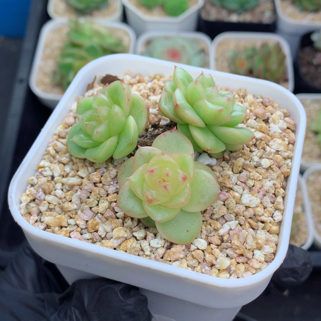 58包邮  群生不包整玉芷珍妮50