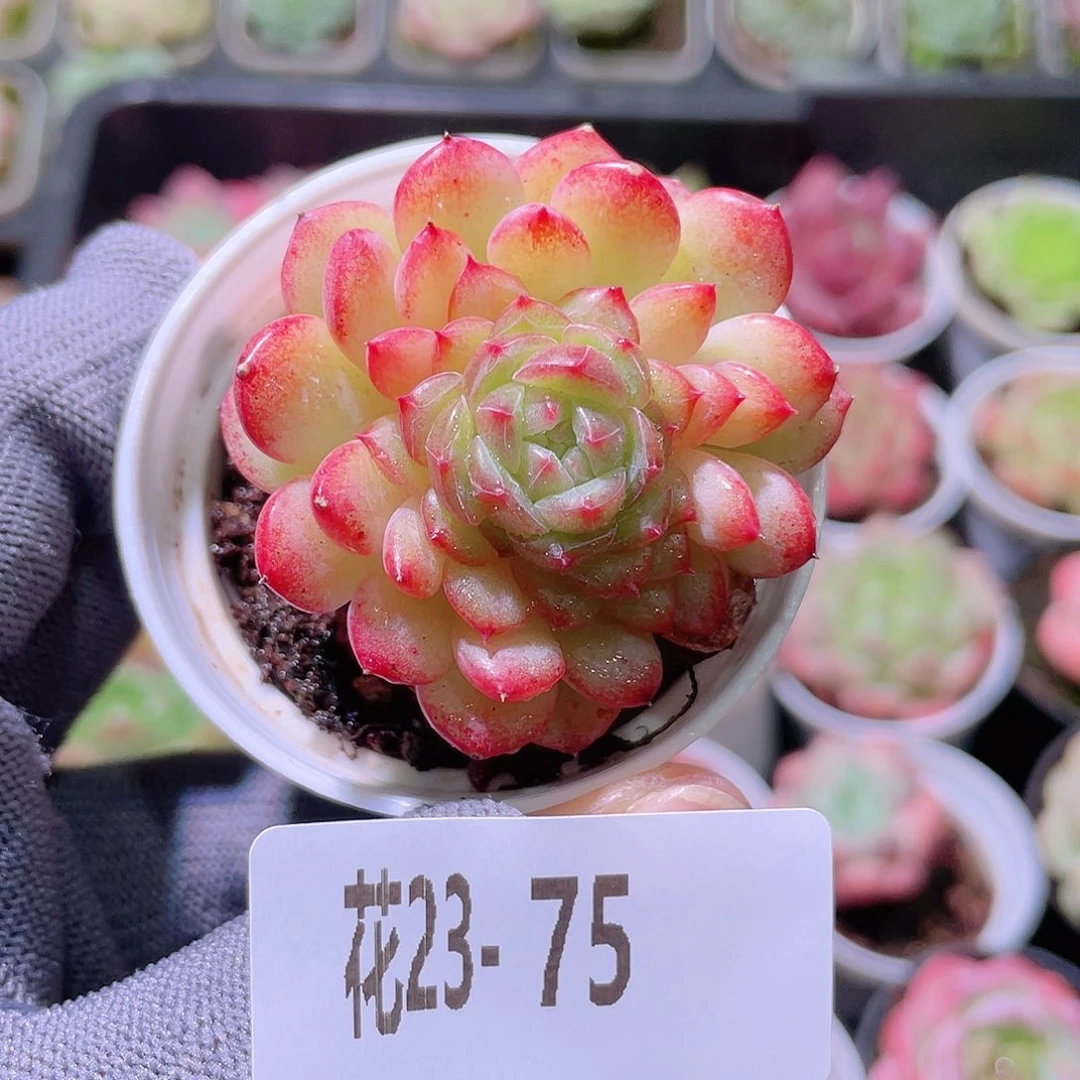 花利美23-75新品