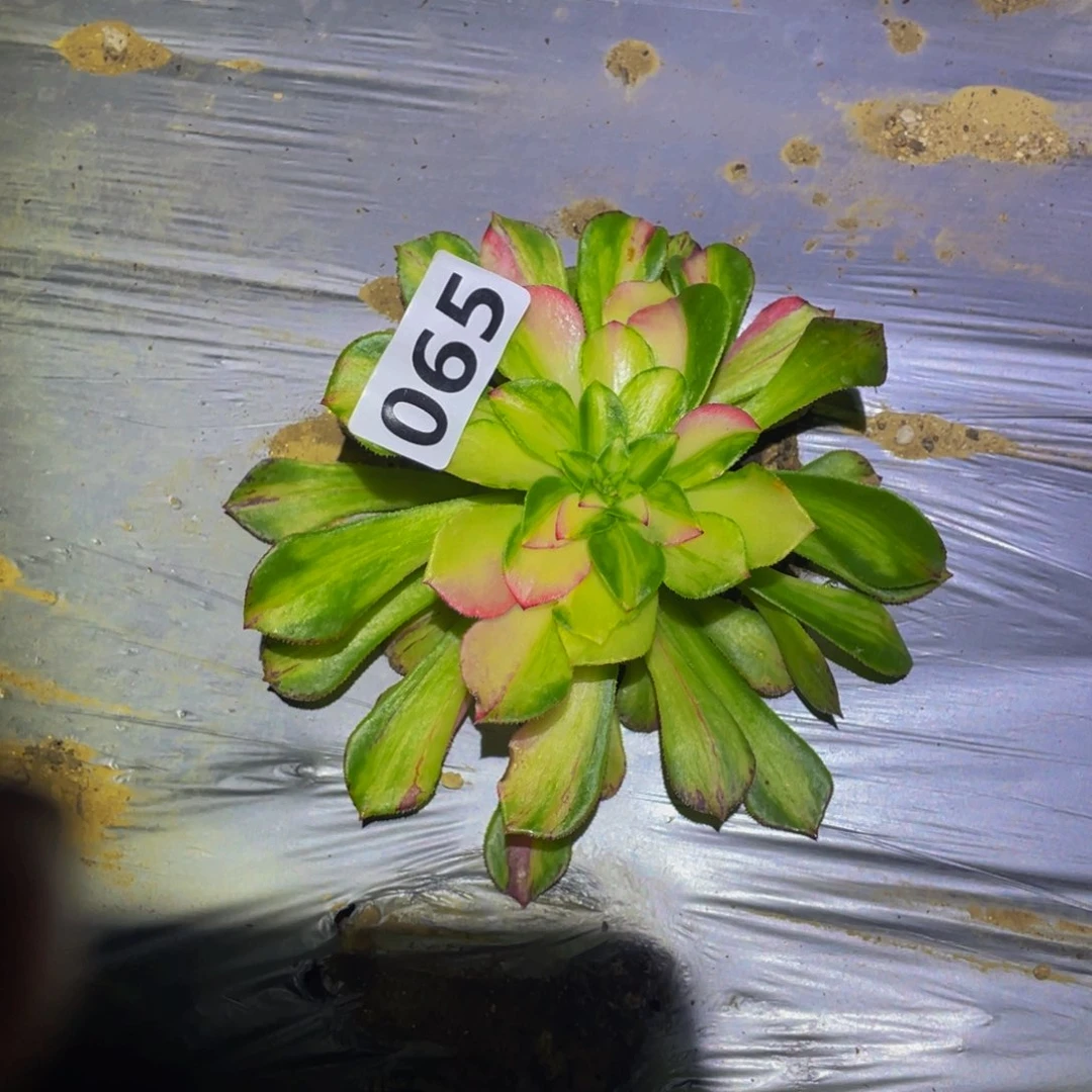 知否多肉植物多肉065