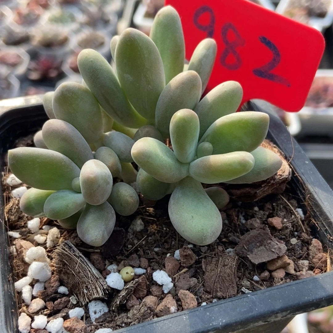 982芒果美人多肉植物