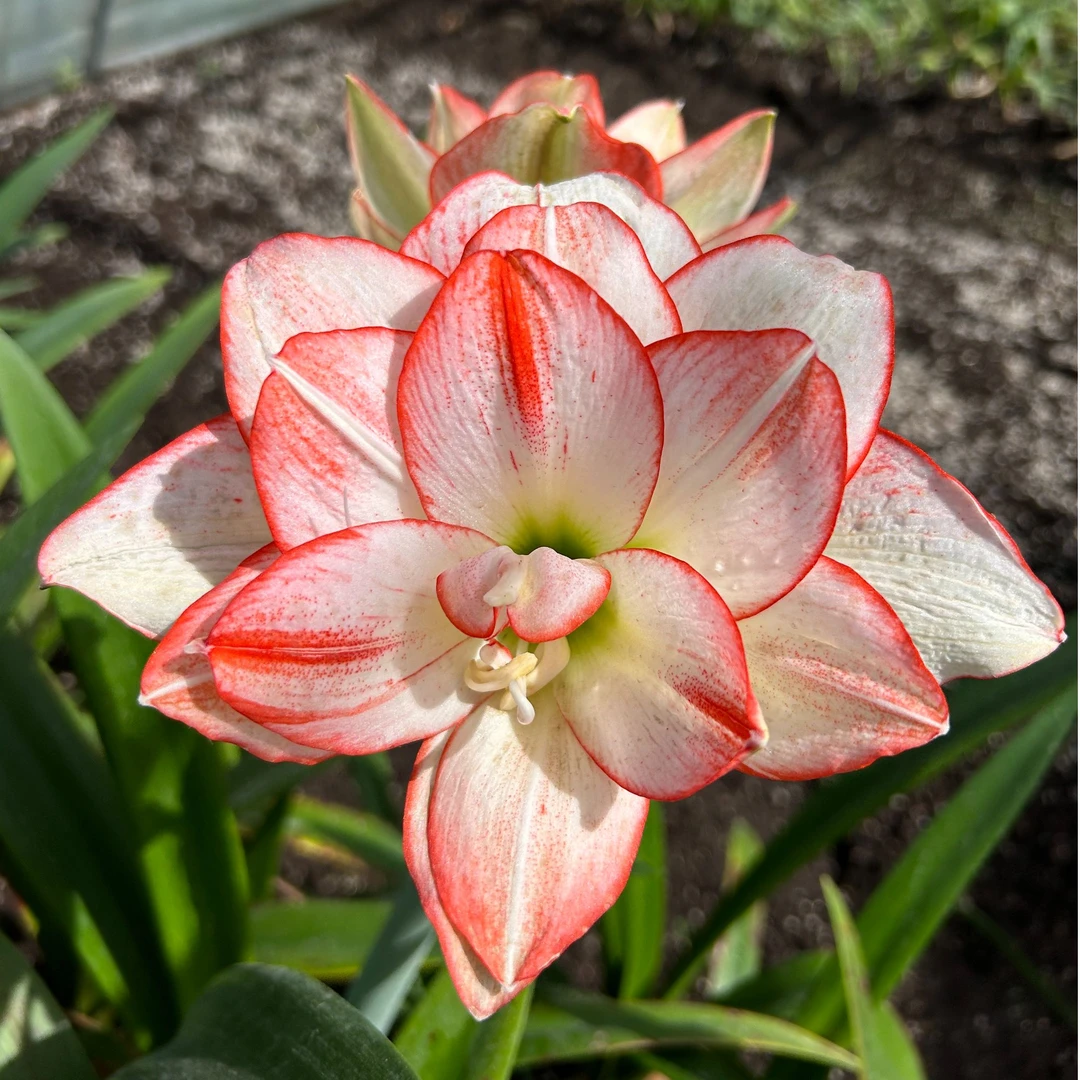 【北方姑娘】包对版 澳洲朱顶红种球裸根默认有花叶