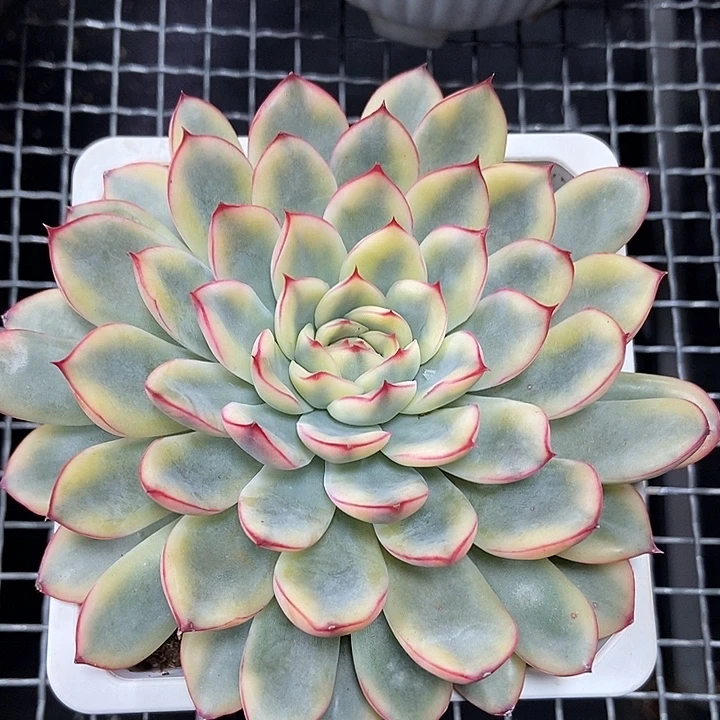 荷花锦超大单头的