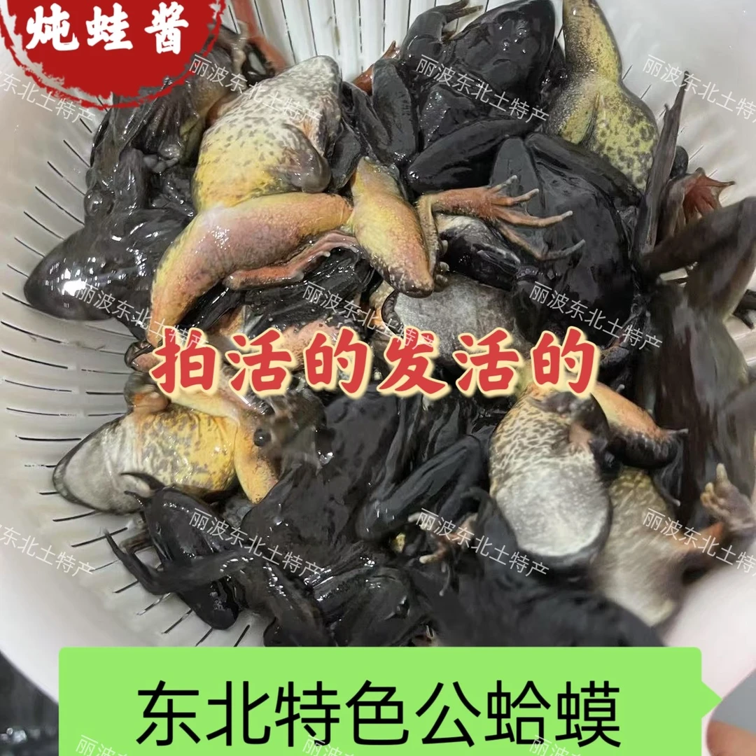 东北特色公蛤蟆鲜黄肚公蛙活包邮送货上门送酱嘎嘎香