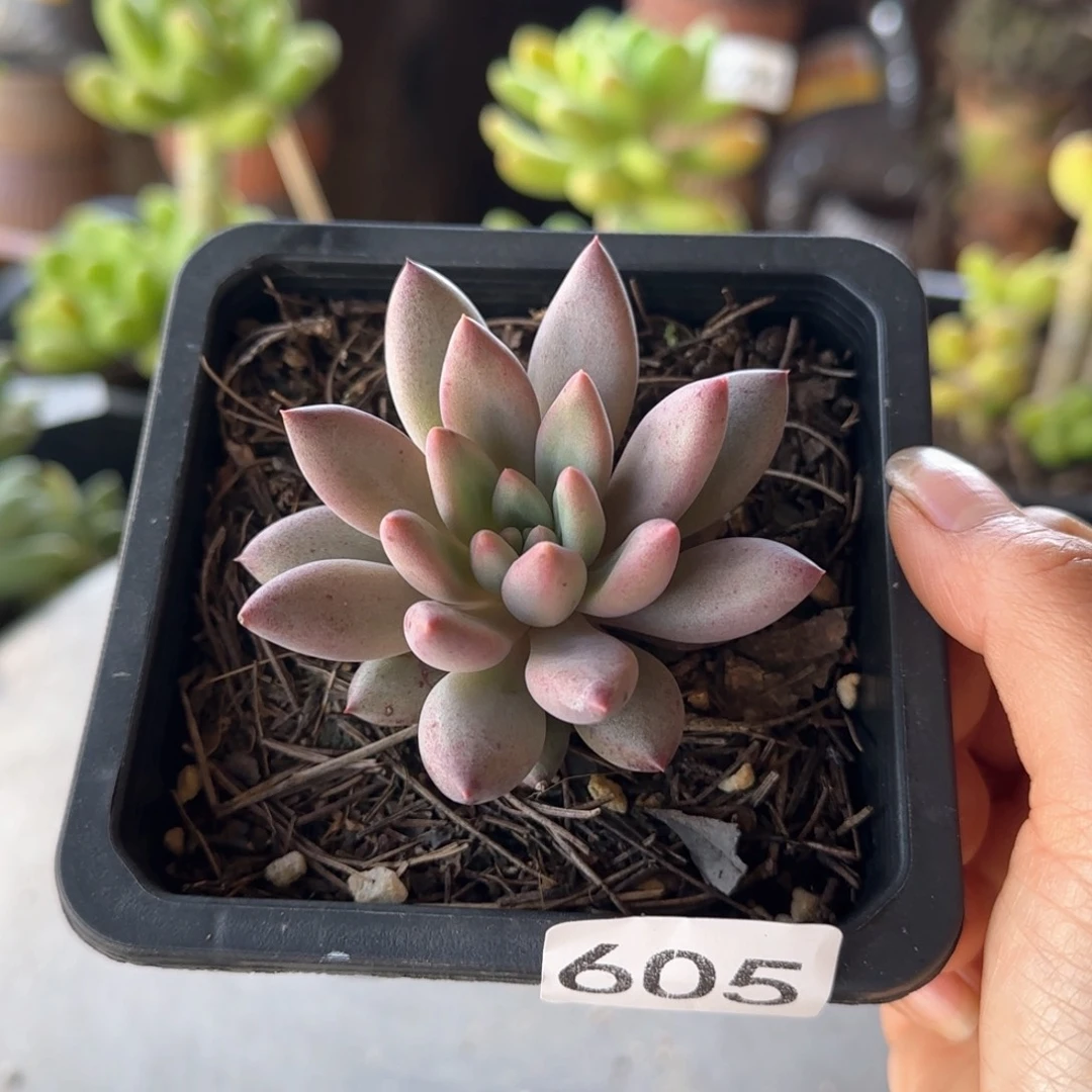 605号 一物一拍 一物一拍