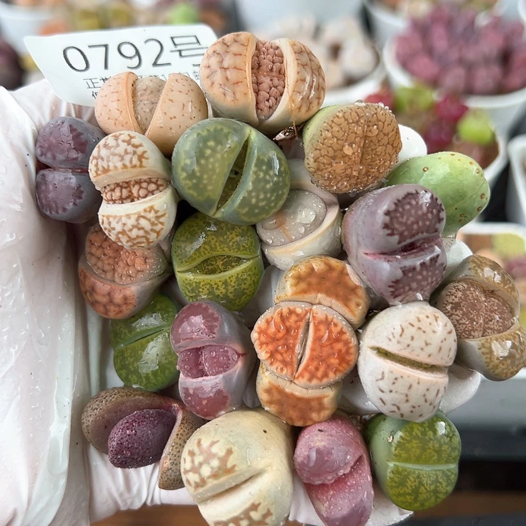 好养易活生石花大母本0792共20颗