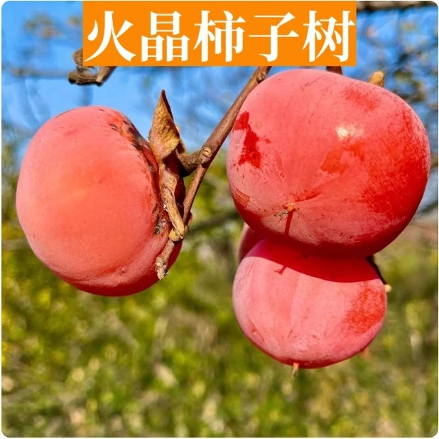 火晶柿子树苗盆栽地载嫁接苗南北方种植无核特大庭院四季当年结果