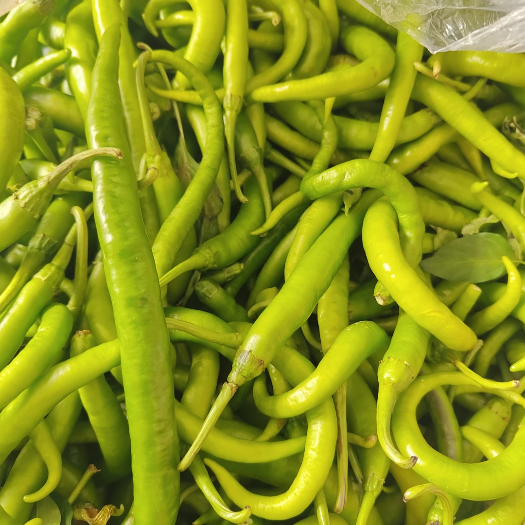 [农货现收]榕江本地秋辣椒