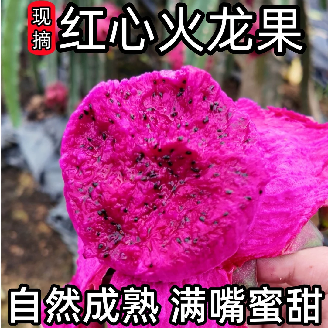 【现摘】AA正宗火龙果正宗金都一号红心火龙果当季新鲜水果整箱批发