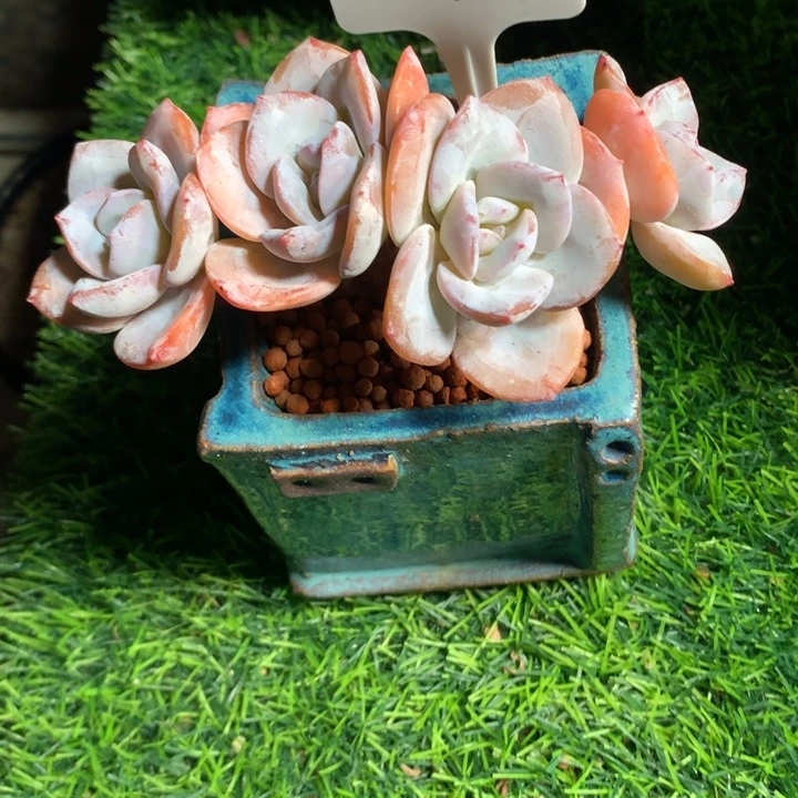 奶茶小树多朵发货