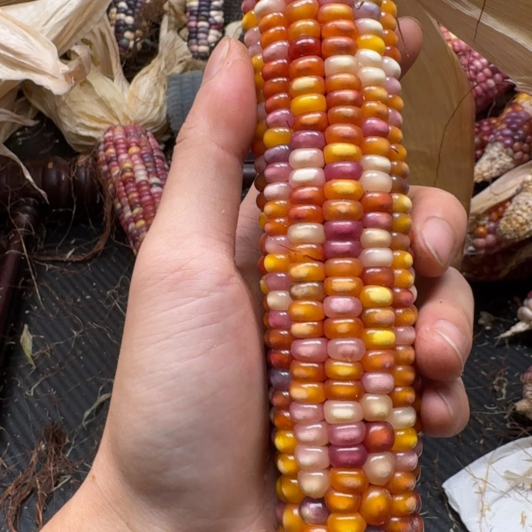 蝉***吊坠柏香籽/百香籽