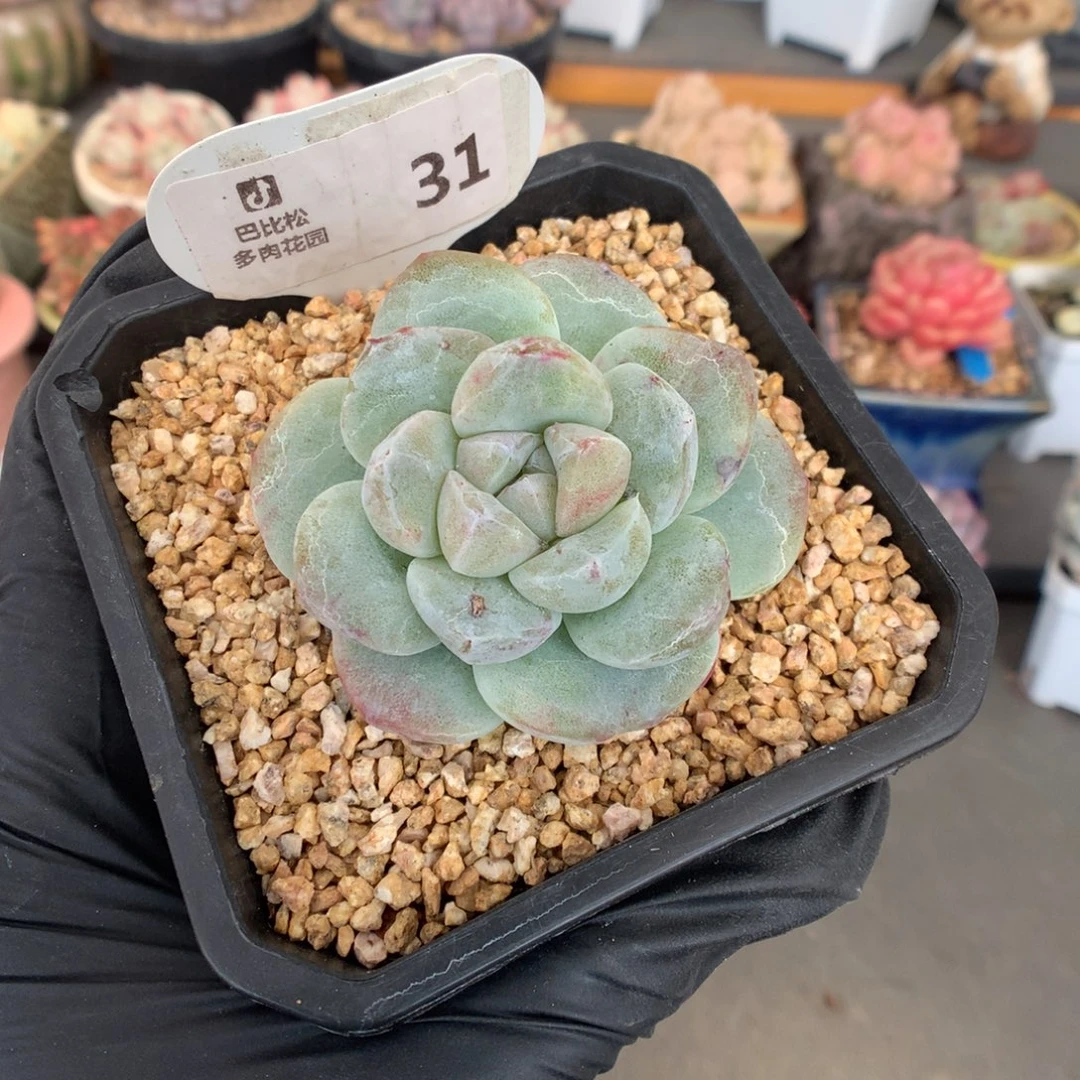 31 特价冰玉石化多肉