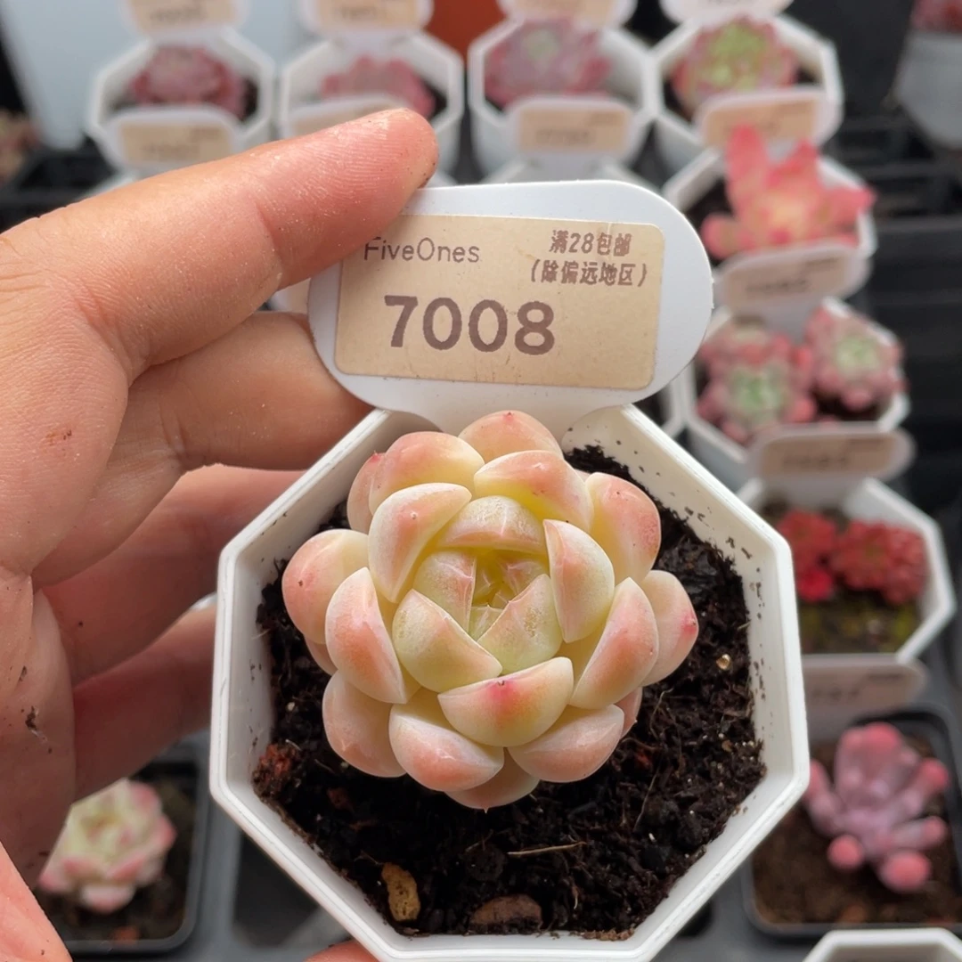 白桃汽水7008-4.5厘米