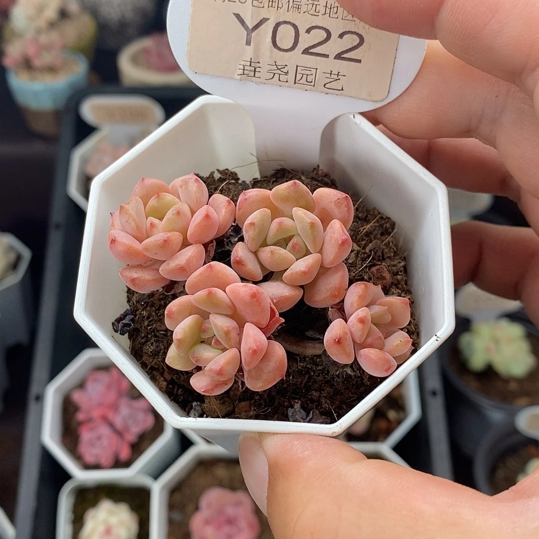 0022 哆啦A梦 5.5cm
