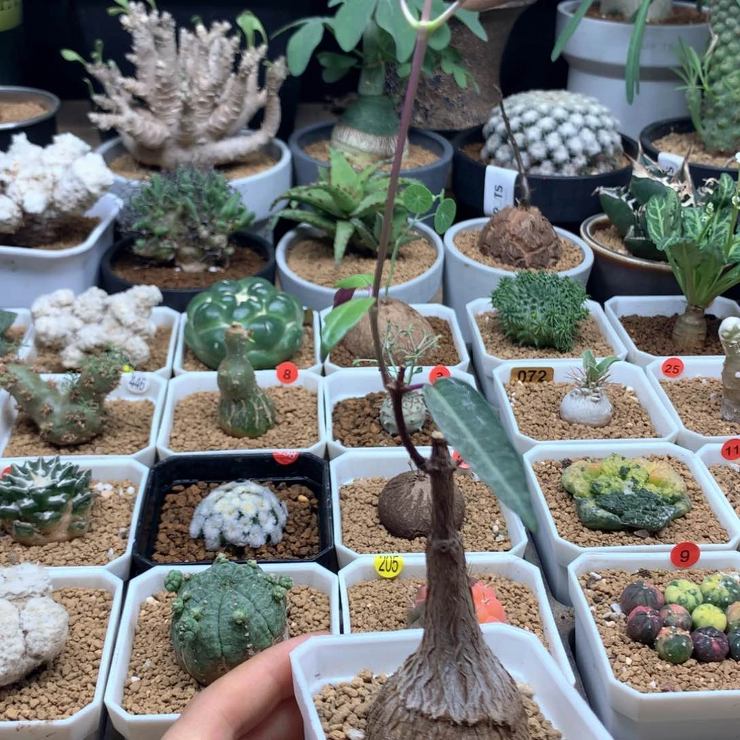 叫***啦紫背萝藦带盆福利