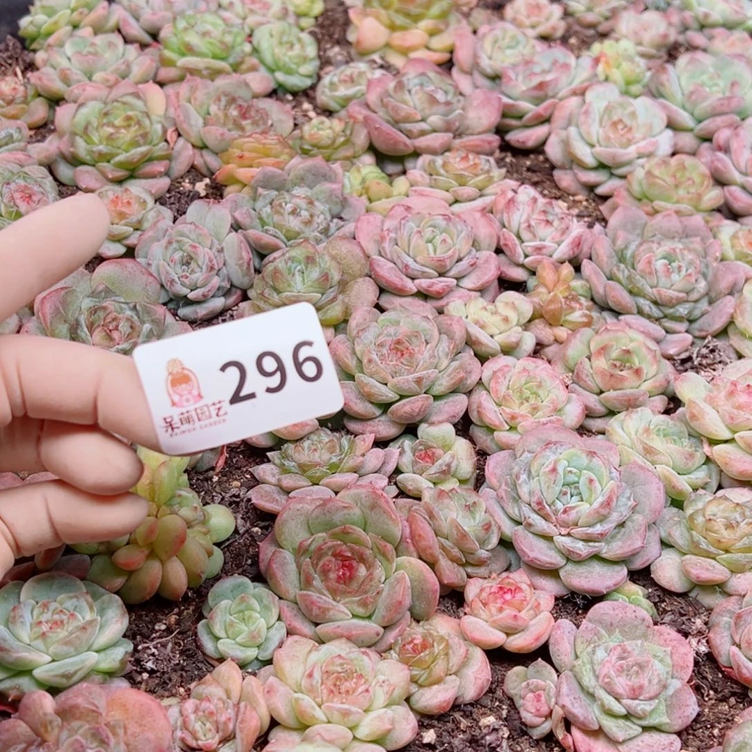 日***月多肉植物多肉植物