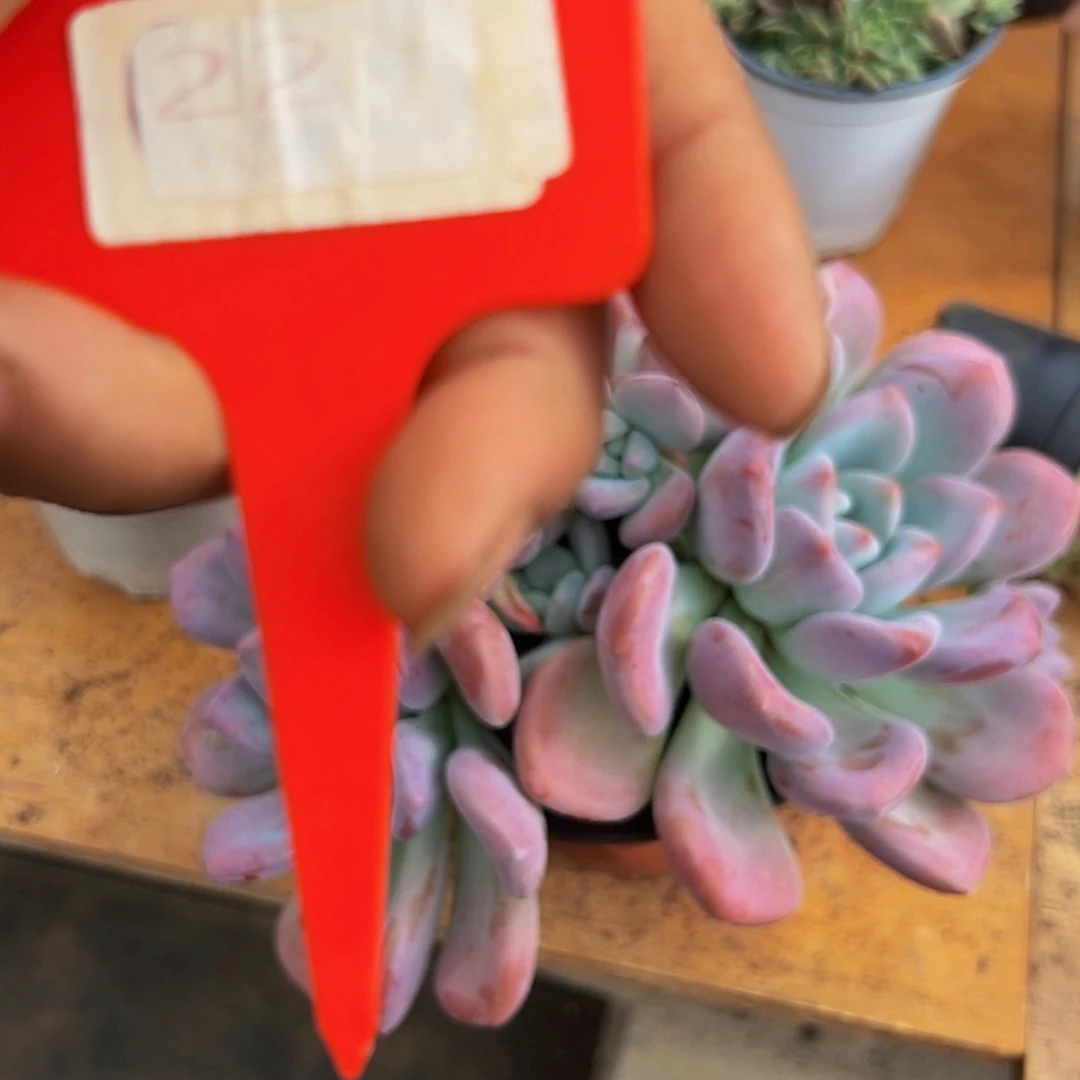 风***人好养活多肉植物22