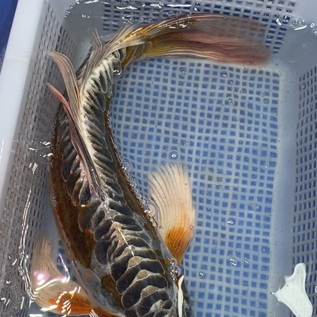 锦鲤冷水锦鲤包邮
