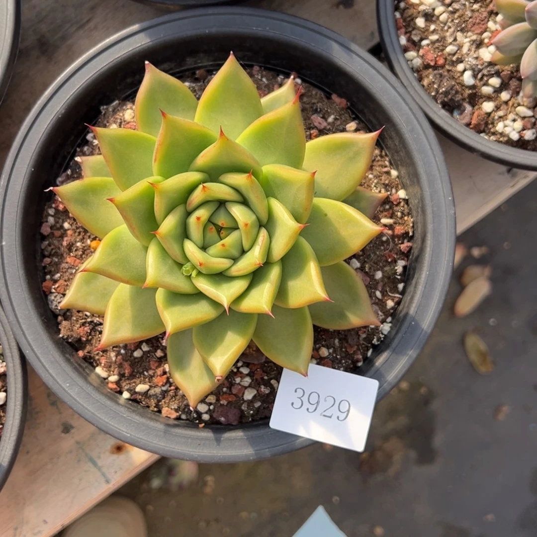 七*丶3929肉肉肉肉肉肉