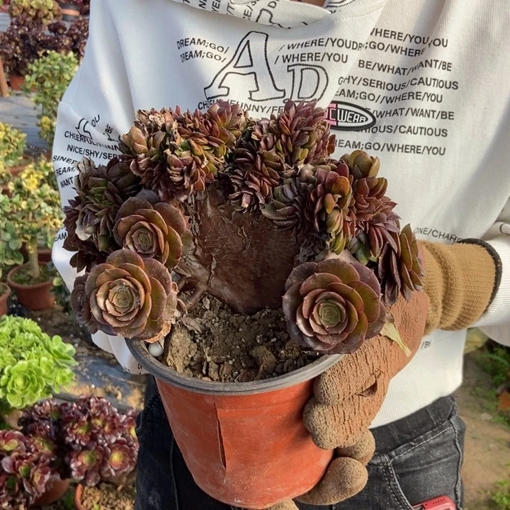 M****a330万缀化老桩老桩