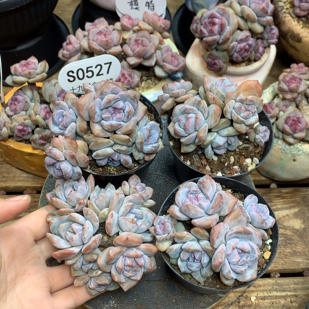 路***蜓S0527 路过蜻蜓 专拍突尼斯4棵