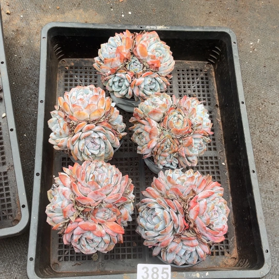 385号新疆西藏内蒙古不包邮