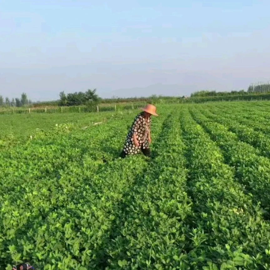 花生控旺安全到家，控上促下。